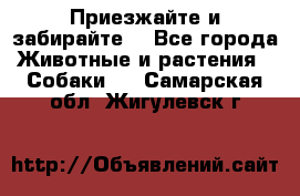 Приезжайте и забирайте. - Все города Животные и растения » Собаки   . Самарская обл.,Жигулевск г.